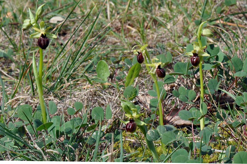 Orchid Bee photo orchid-bee0079b.jpg