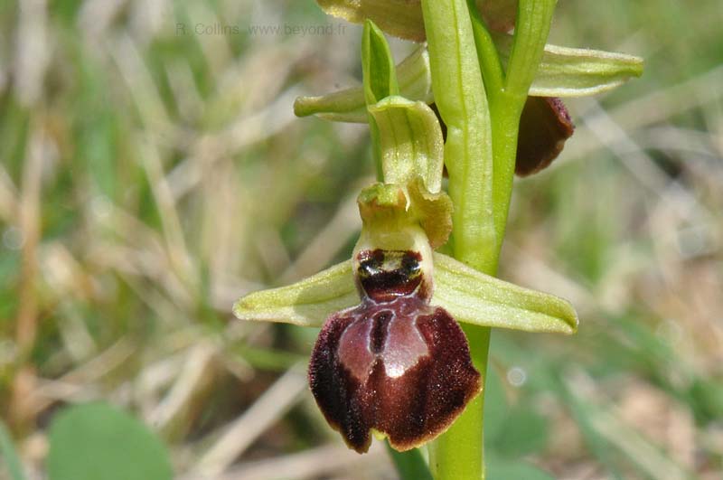  Orchid Bee photo orchid-bee0081b.jpg