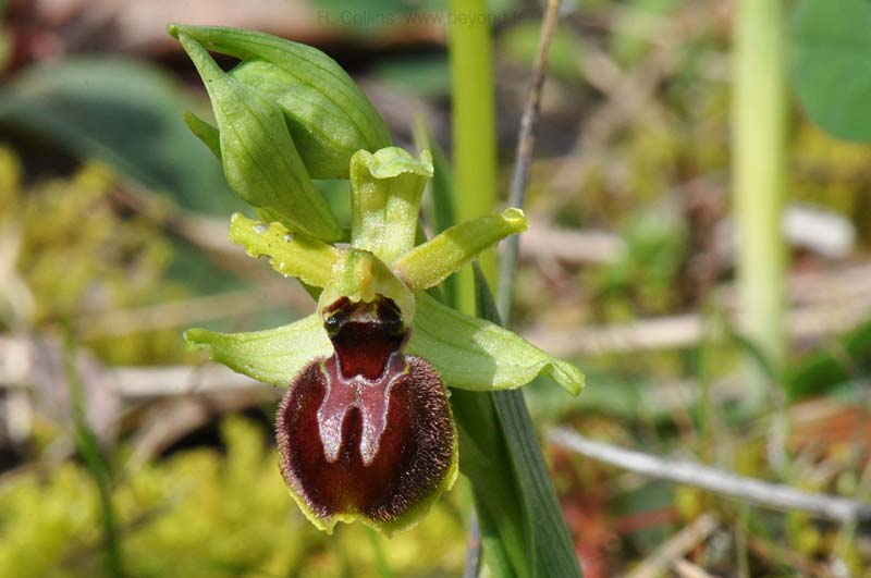  Orchid Bee photo orchid-bee0082b.jpg