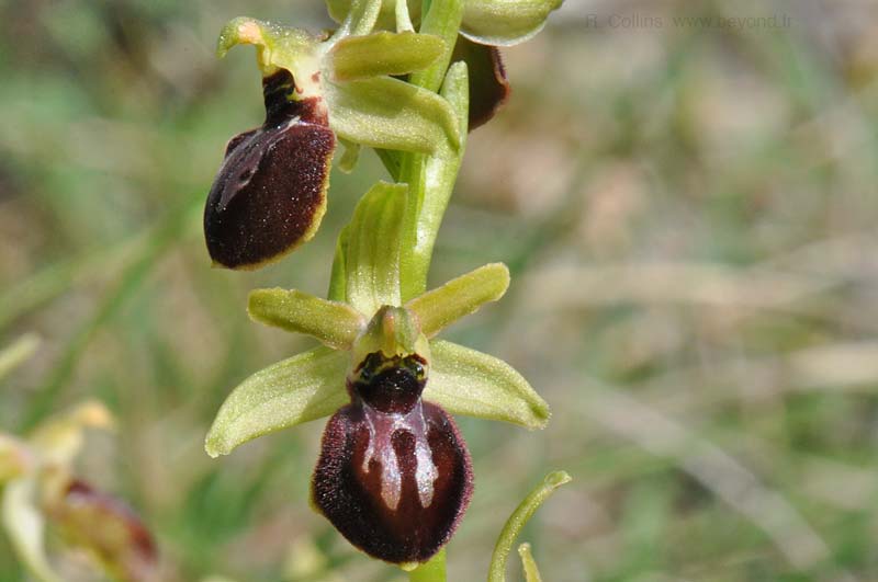  Orchid Bee photo orchid-bee0085b.jpg