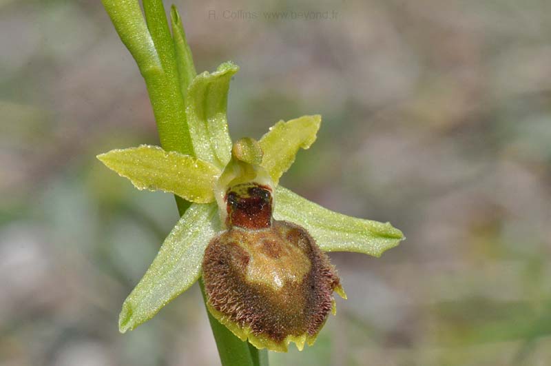  Orchid Bee photo orchid-bee0093b.jpg