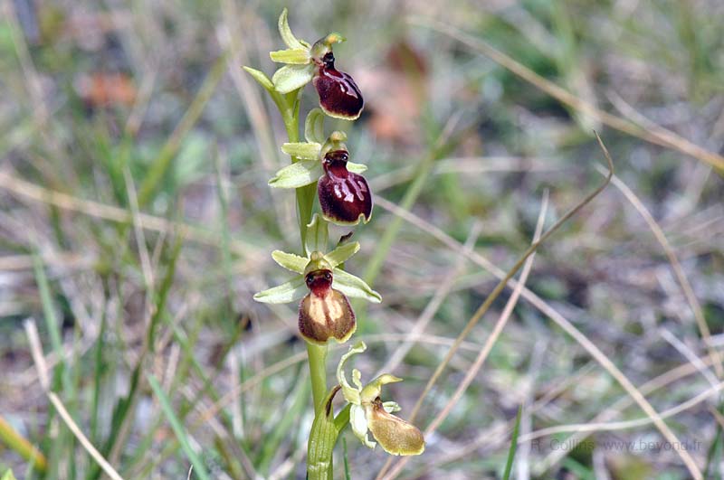  Orchid Bee photo orchid-bee0096b.jpg
