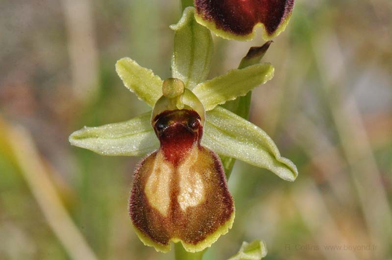  Orchid Bee photo orchid-bee0098b.jpg