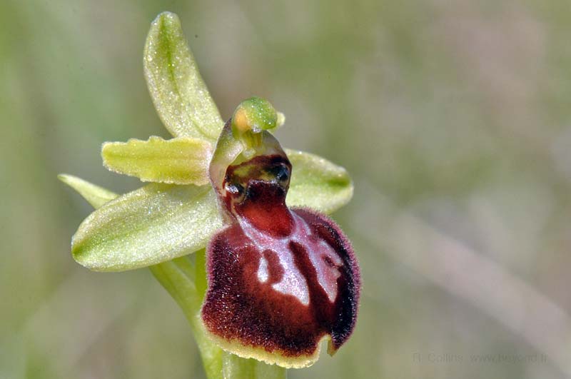  Orchid Bee photo orchid-bee0100b.jpg