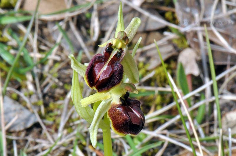  Orchid Bee photo orchid-bee0105b.jpg