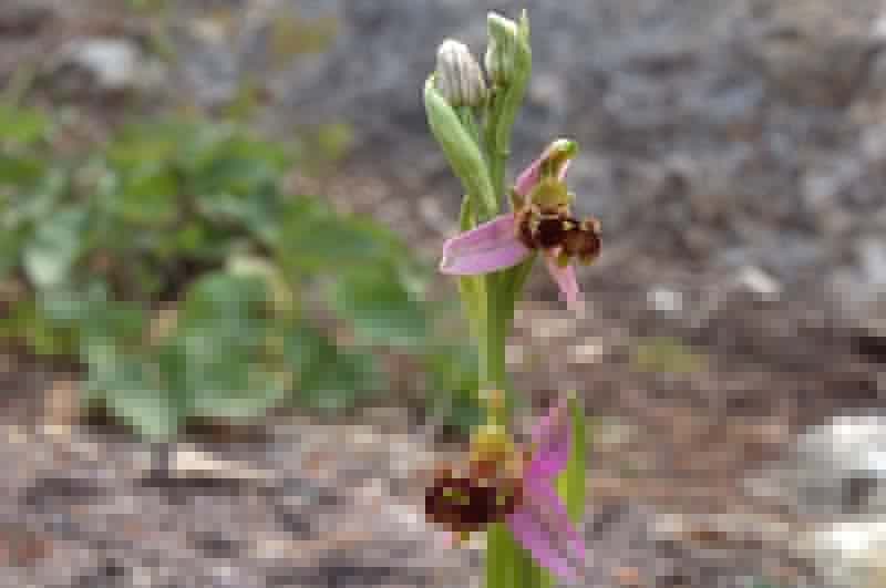  Orchid Bee photo orchid-bee041b.jpg