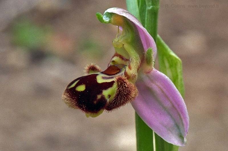  Orchid Bee photo orchid-bee042b.jpg