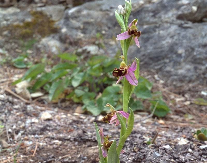  Orchid Bee photo orchid-bee043b.jpg