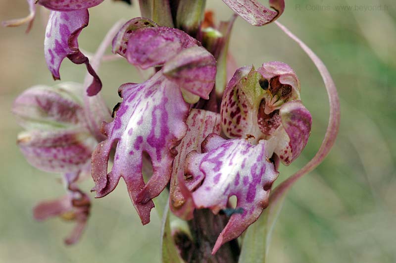  Orchid, Giant photo orchid-giant0014b.jpg