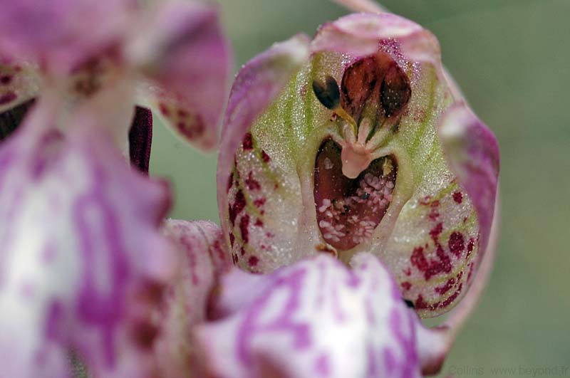  Orchid, Giant photo orchid-giant0015b.jpg