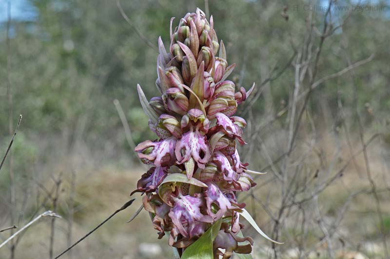  Orchid, Giant photo orchid-giant0032b.jpg