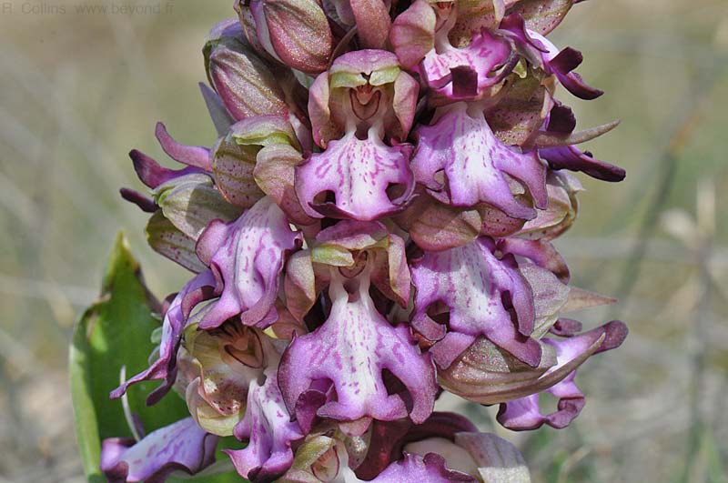  Orchid, Giant photo orchid-giant0040b.jpg