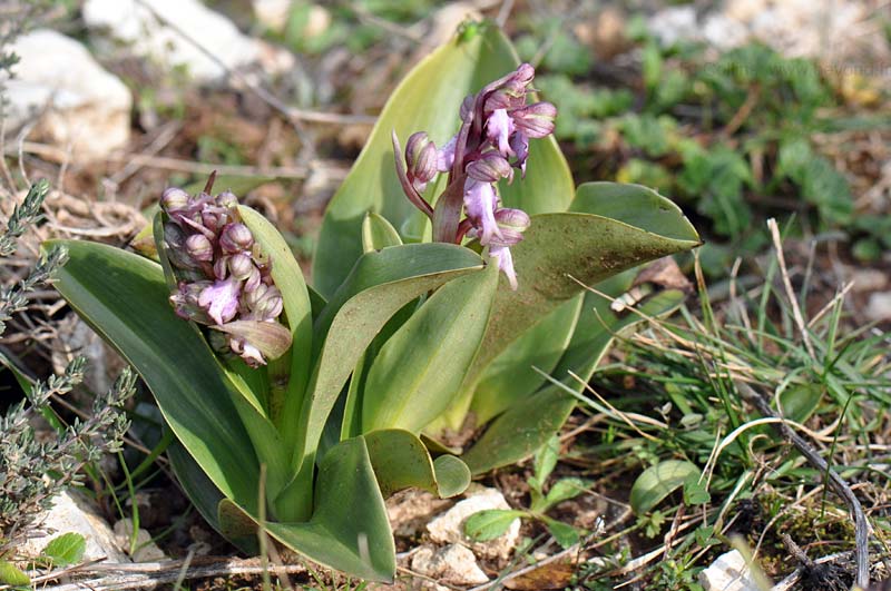  Orchid, Giant photo orchid-giant0046b.jpg