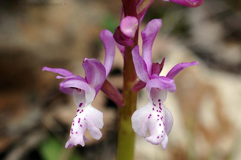  Orchid, Long-Spurred photo orchid-long-spurred0002b.jpg