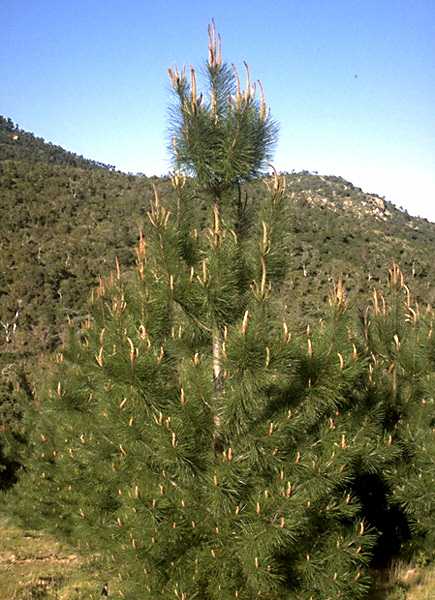  Pine Maritime photo pinmaritime063b.jpg