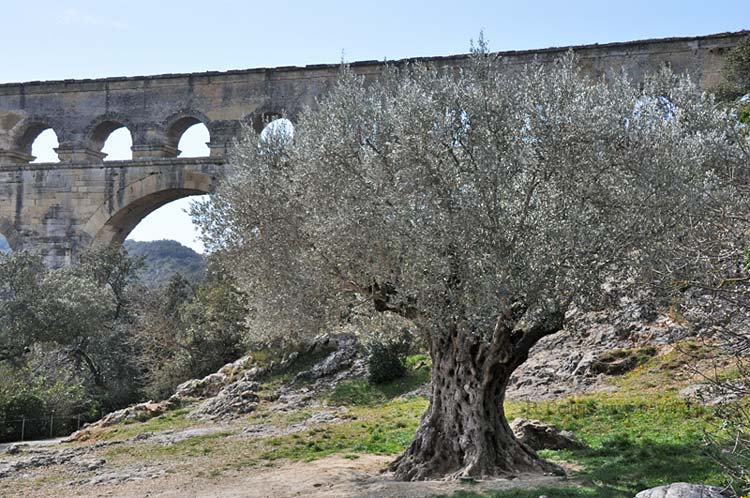  Olive photo pont-du-gard-olivier0008b.jpg
