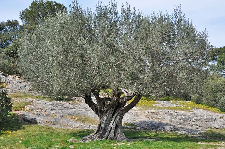 Olive photo pont-du-gard-olivier0011b.jpg