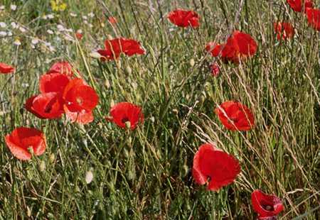  Poppy photo poppy002b.jpg