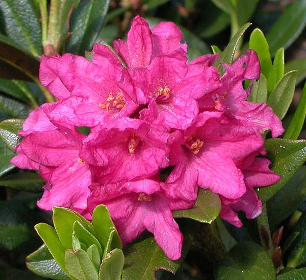  Rhododendron Rubigenous photo rhodorubig0006b.jpg