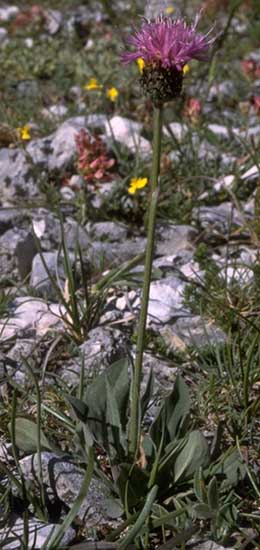  Serratula photo serratula041b.jpg