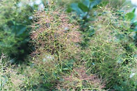  Smoke Tree photo smoke02b.jpg