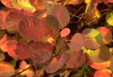  Smoke Tree photo smoke33b.jpg