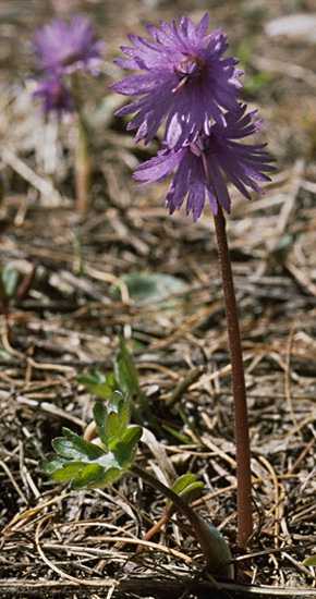  Soldanella Alpina photo soldanel032b.jpg
