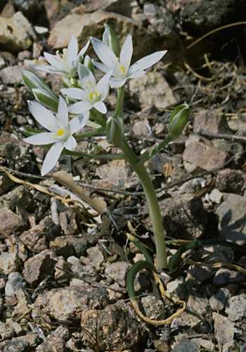  Star of Bethlehem photo starbeth091b.jpg