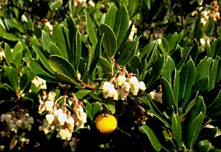  Strawberry Tree photo strawb61B.jpg