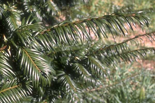  Yew photo yew089b.jpg