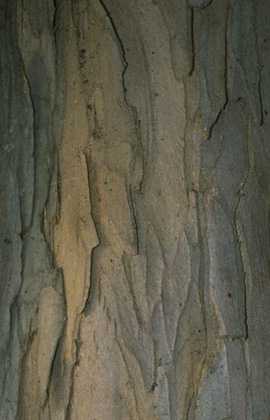  Yew photo yew091b.jpg