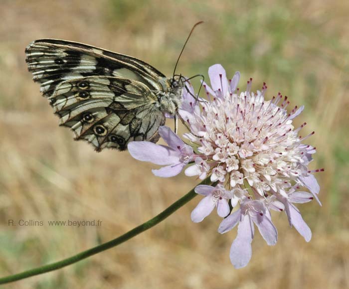  Carcès Lake photo bfly-leek0002b.jpg