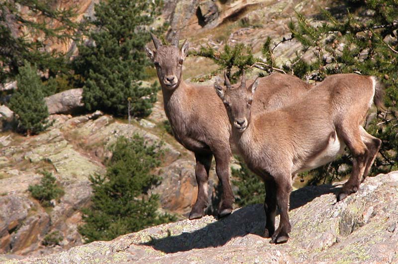  Plains photo bouquetin0006b.jpg