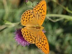 Orange Butterfly big photo