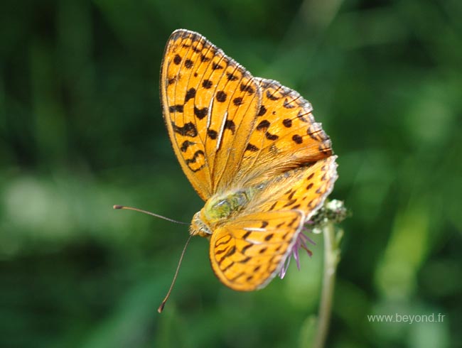  Géoparc de Haute-Provence photo butterfly0018b.jpg