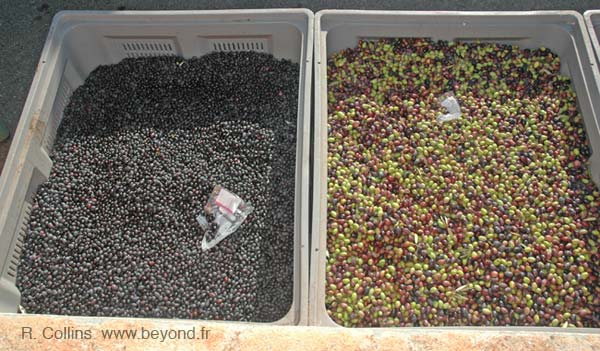  Callas Mill photo callas-mill0015b.jpg