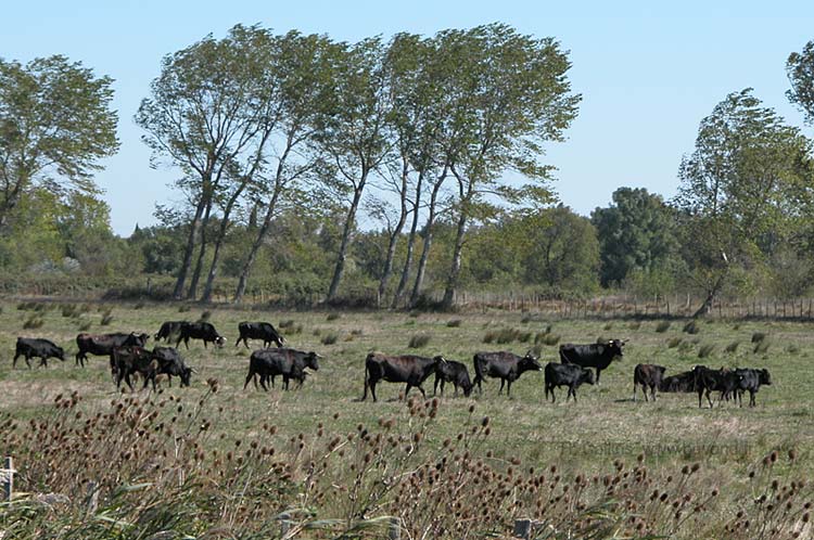 Camargue photo camargue-bulls0002b.jpg