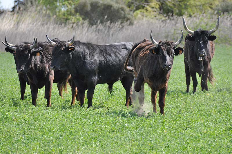  Camargue photo camargue-bulls0014b.jpg