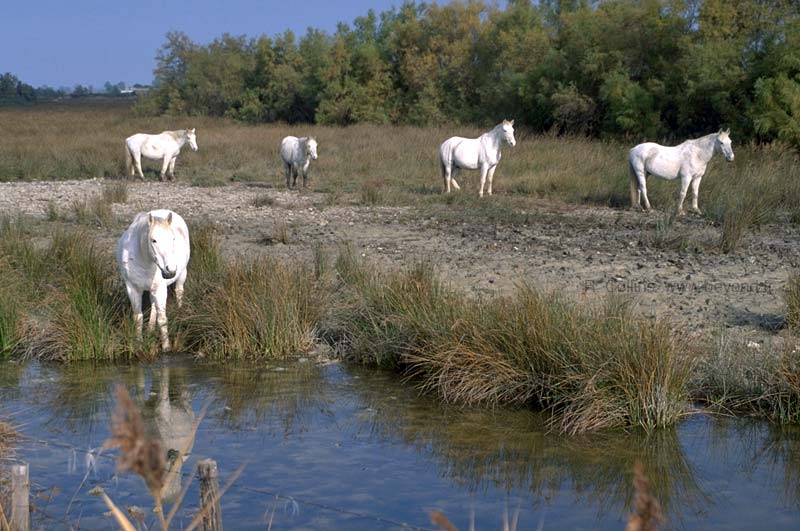  Camargue photo camargue-horses091b.jpg