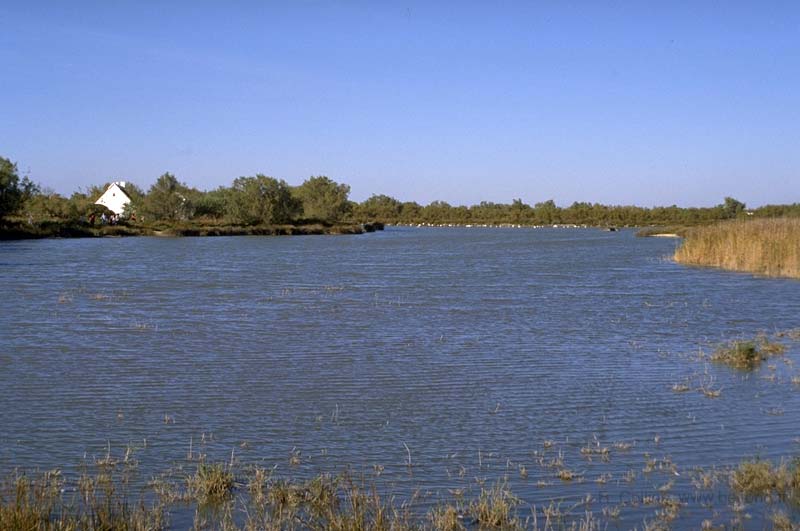  Camargue Pont de Grau photo camargue-pont-grau021b.jpg