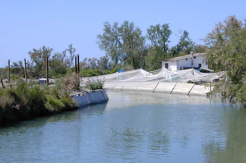  Camargue photo camargue0021b.jpg