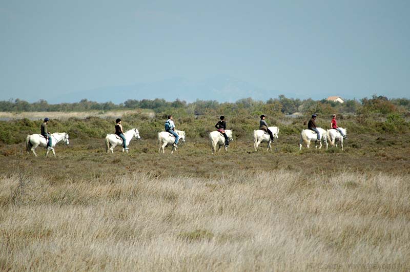 Camargue photo camargue0044b.jpg