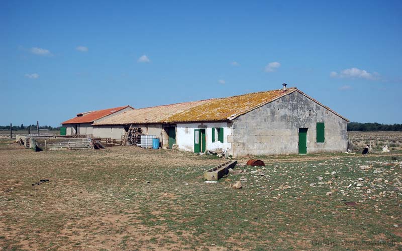  Camargue photo camargue0050b.jpg