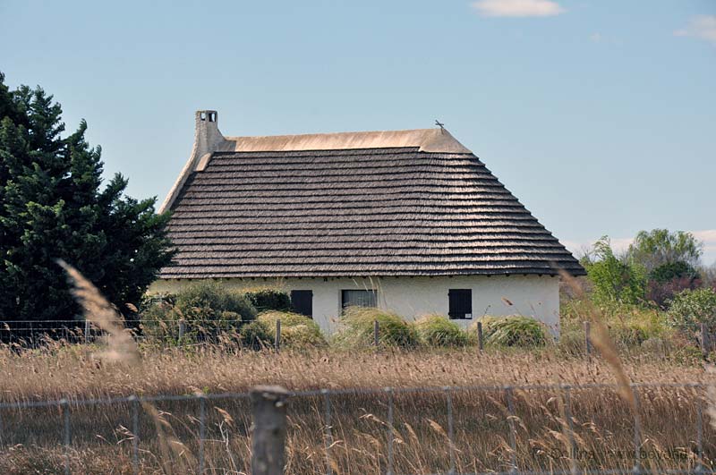  Camargue photo camargue0070b.jpg