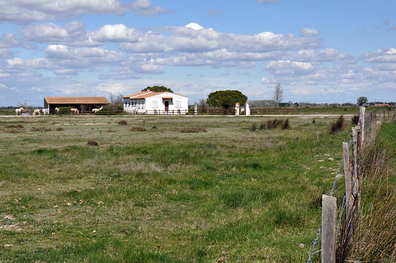  Camargue photo camargue0077b.jpg