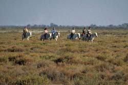  Camargue photo camargue077b250.jpg