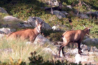 Chamois in the Mercantour