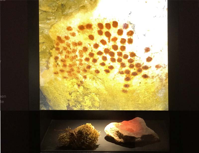  Chauvet Cave Art photo chauvet-grotto-art0021b.jpg