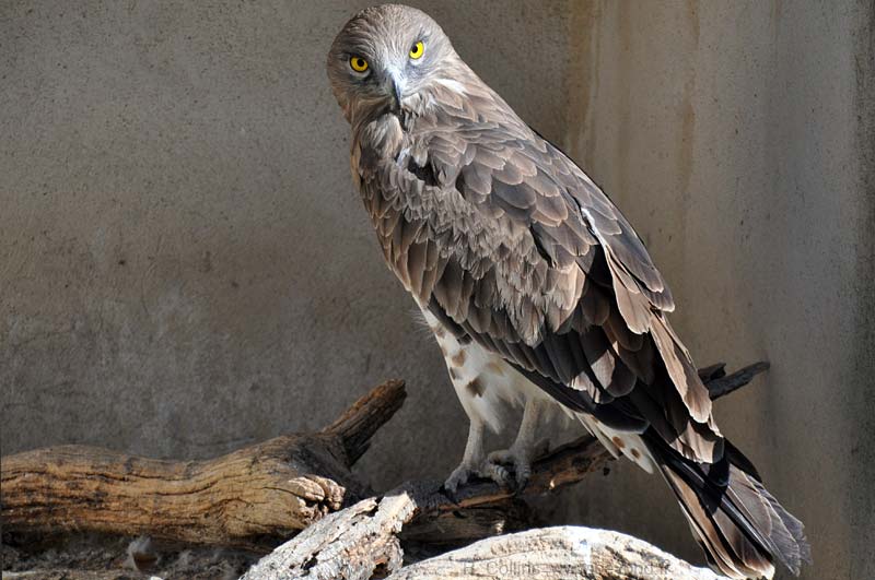  Camargue Pont de Grau photo eagle-short-toed0023b.jpg