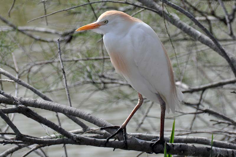  Camargue Pont de Grau photo egret-cattle0005b.jpg